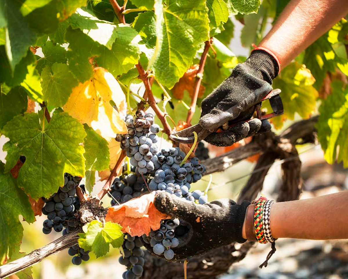 Douro Valley Small Group Tour