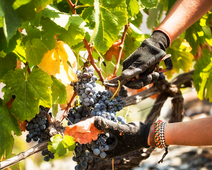 Douro Valley Small Group Tour