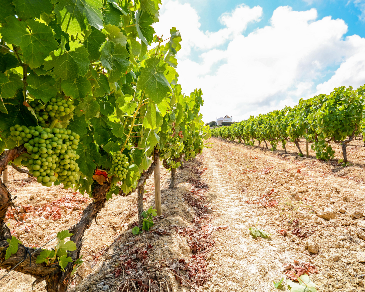 Douro Historical Tour