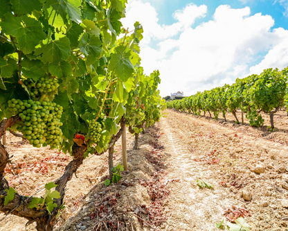 Douro Historical Tour