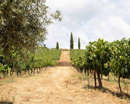 Douro Historical Tour